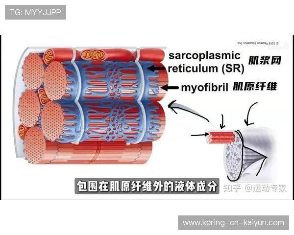 增肌期适合的力量训练次数与组数范围